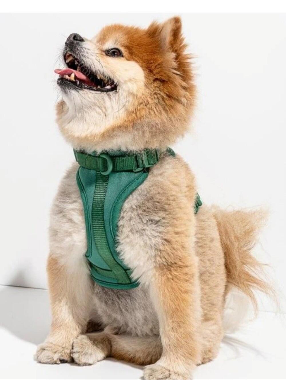 Wild One Adjustable Cushioned Dog Harness XS in the color Spruce